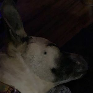 Meet your Posher, Ross